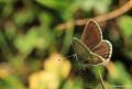 Polyommatus artaxerxes (Çokgözlü Ormanesmeri)